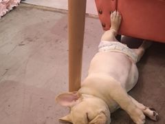 -百好乐宠物友好餐厅(朝外大街店)