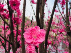 -重庆彩云湖湿地公园
