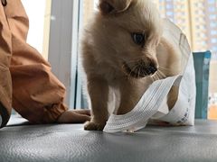 -天使宠物医院·犬猫分诊(彩虹店)