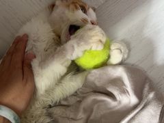 -瑞派长江宠物医院·猫科·外科·24小时夜护(谊城公寓分院)