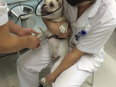 -中农大我爱我爱24h动物医院·中医针灸·猫专科·骨科医疗中心(双井店)