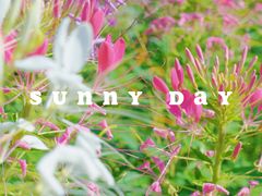 -花开海上生态园