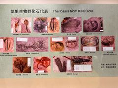 -辽宁古生物博物馆