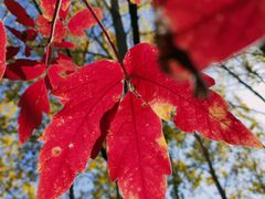 -黑龙江省森林植物园