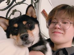 -喜柴咖啡·柴犬狗咖