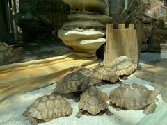 -大连森林动物园