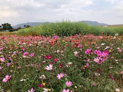 -光明小镇欢乐田园