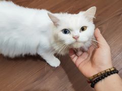 -楼上猫咖(罗湖店)
