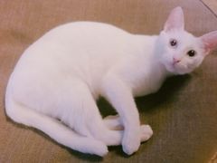 -猫猫幼稚园·撸猫·桌游·电玩