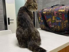 -美联众合宠物医院·爱萌分院·内外科·猫科中心
