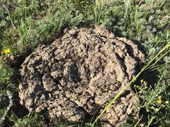 -清真喜兰老丁羊汤特色小吃