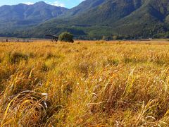 景点-腾冲北海湿地