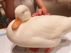 -RU DUCK柯尔鸭公社·撸鸭俱乐部·羊驼·小香猪