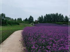 -紫颐香薰山谷景区