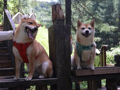 -苏木山森林公园