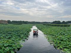 -荷塘月色湿地公园·向阳花洲