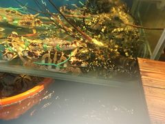 -海九澎湖海鲜餐厅