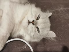 -爱诺耐芙动物医院(万博店)