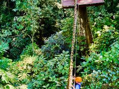 -西双版纳原始森林公园