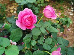 -人民公园(罗湖区)