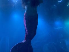 -海棠湾洲际-涛·海底餐厅·美人鱼·自助餐·海底隧道