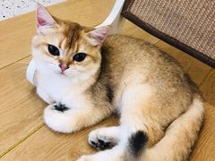 -猫域·湾主题猫咖·宠物吧(南坪城市广场店)