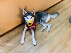 -Husky Go! 哈士奇体验馆·宠物咖啡厅狗咖