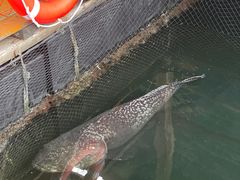 -蓝湾碧波·老字号·疍家非遗海上餐厅