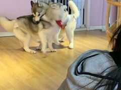 -Husky Go! 哈士奇体验馆·宠物咖啡厅狗咖