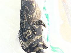 -先锋海鲜市场