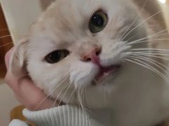 -是阿柴呀！柴犬咖啡·爱喵喵猫咖