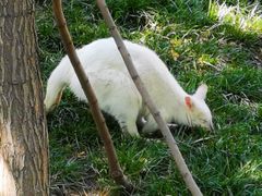 -石家庄市动物园