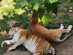 -西霞口神雕山野生动物世界