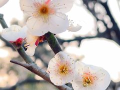 -顾村公园