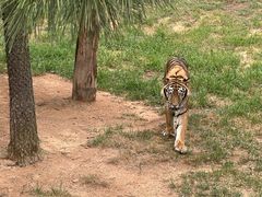 -西霞口神雕山野生动物世界