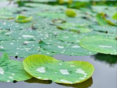 -荷塘月色湿地公园·向阳花洲