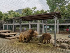 -西安秦岭野生动物园