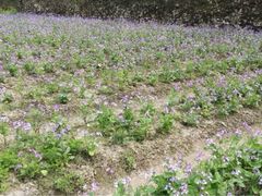 iphone_upload_pic-宁波浙东大竹海景区