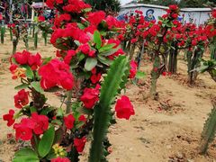-松山湖南湖湾露营营地
