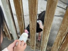 -广州长隆飞鸟乐园