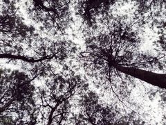 -铁山坪森林公园