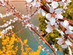 -桃花堤公园