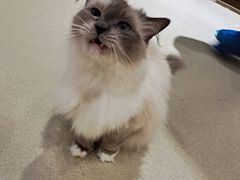 -藏猫猫咖啡主题馆(中央大道店)