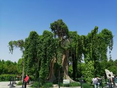 -石家庄市植物园