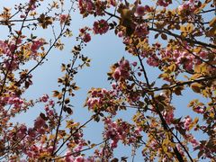 -高东镇樱花园