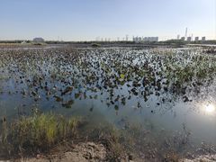 -天津东丽湖风景区