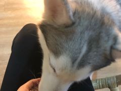-Husky Go! 哈士奇体验馆·宠物咖啡厅狗咖