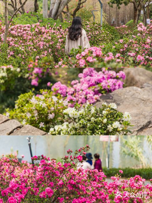 琴亭湖公园图片