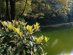 -铁山坪森林公园