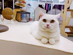 -飞行喵MR PILOT|猫舍·猫咖(静安大融城店)